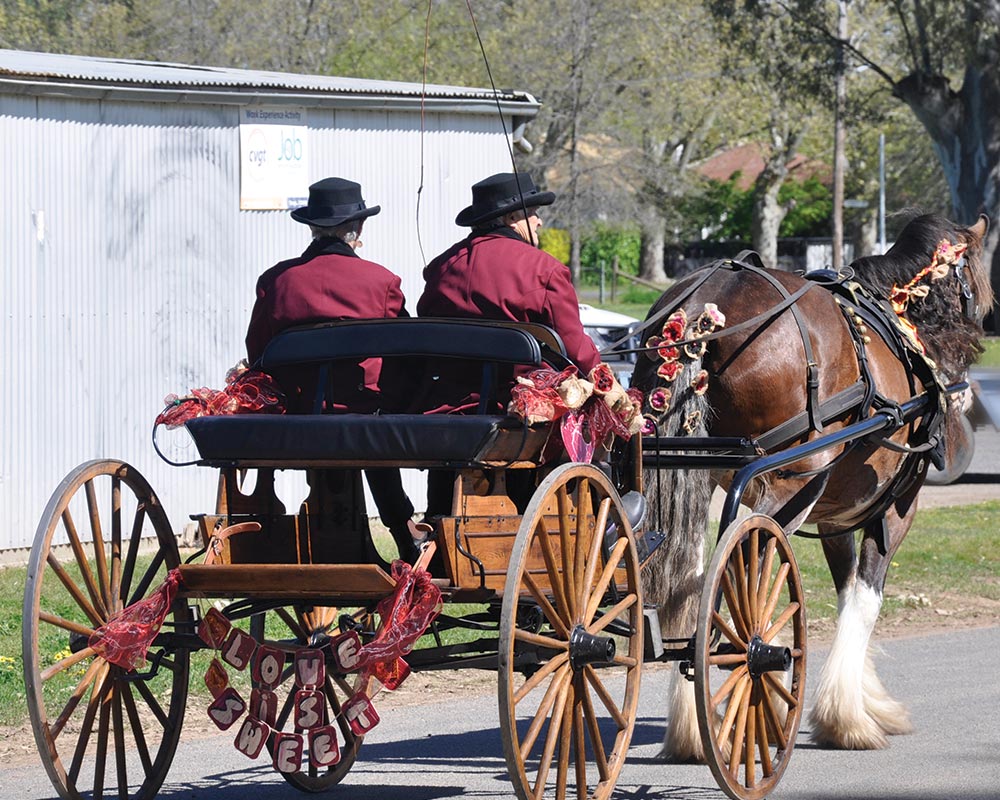 Almost Heaven Clydesdales | 8 Main St, Sheffield TAS 7306, Australia | Phone: 0429 937 423