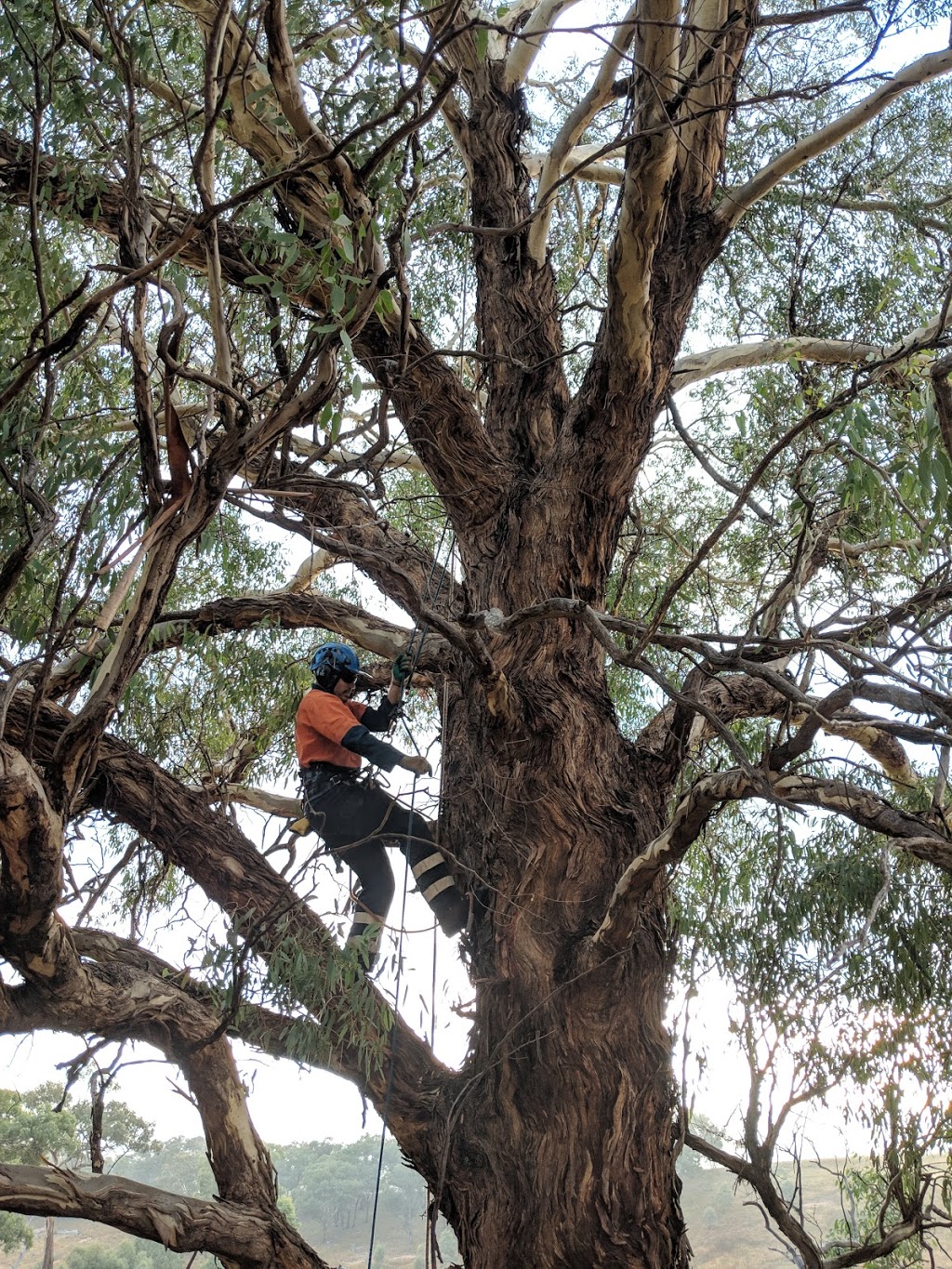 Boots Tree Services | 2 Stanley St, Tweed Heads NSW 2485, Australia | Phone: 0424 442 966