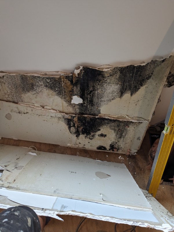 MouldMen - Mould Gone | 4/37 Expansion St, Molendinar QLD 4214, Australia | Phone: 1300 605 960