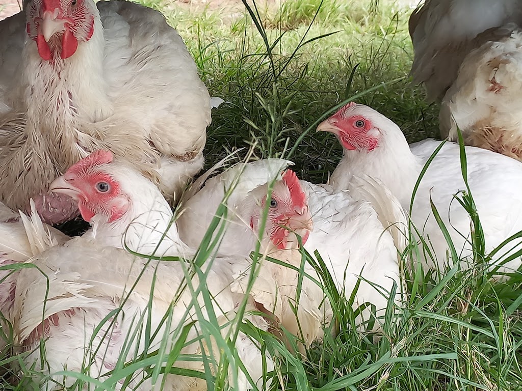 Mayers Well Poultry | 233 Jansens Rd, Mount Ossa QLD 4741, Australia | Phone: 0494 014 711
