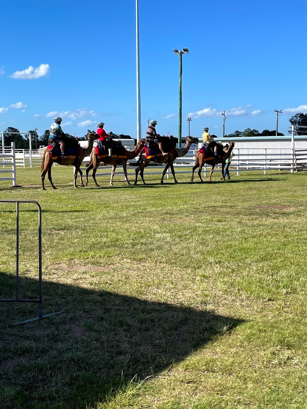 Camelot Camels | 36 Waugh Rd, Scrubby Creek QLD 4570, Australia | Phone: 0407 631 682