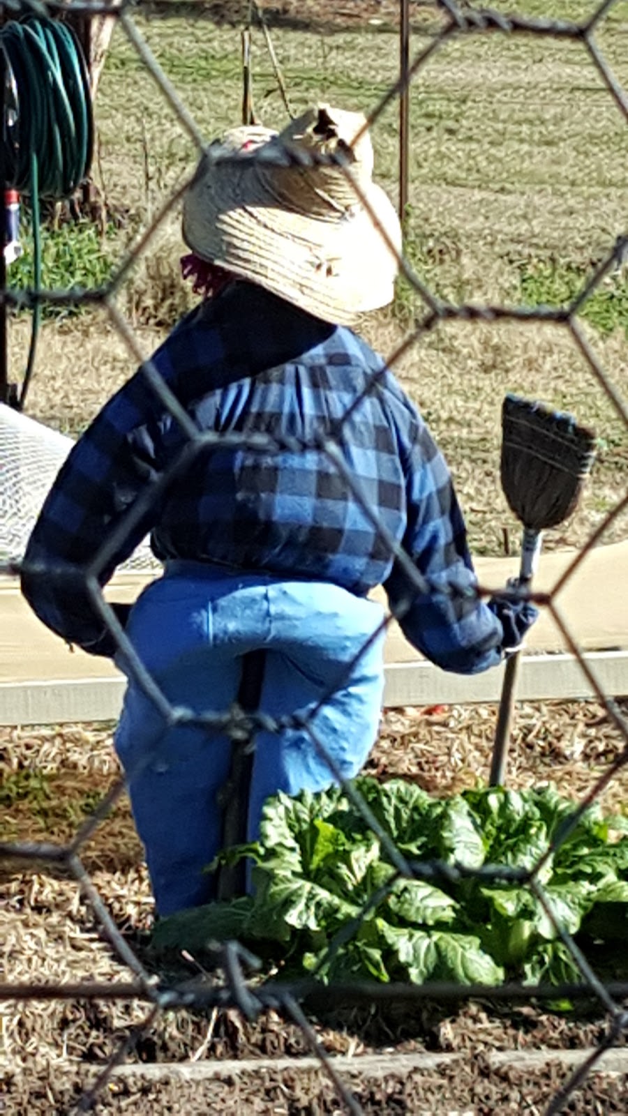 COGS Oaks Estate Community Garden | Railway St, Oaks Estate ACT 2620, Australia