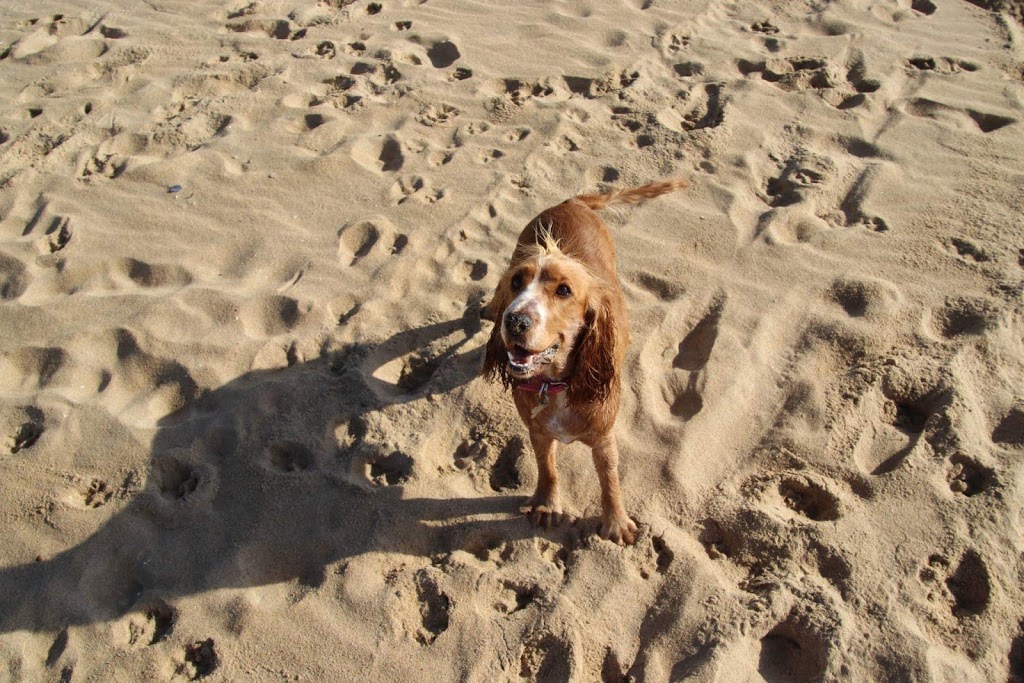 Dog Friendly Off-Leash Beach Area | museum | Unnamed Road, Tathra NSW 2550, Australia