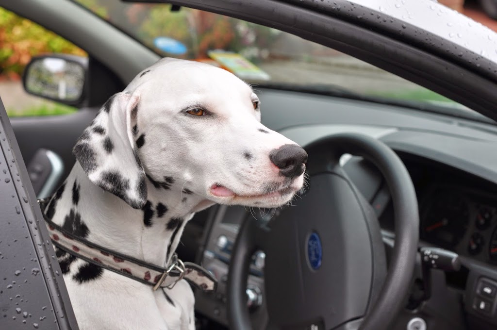 Dalmatian Driving School | Hocking Dr, Ocean Grove VIC 3226, Australia | Phone: 0419 568 789