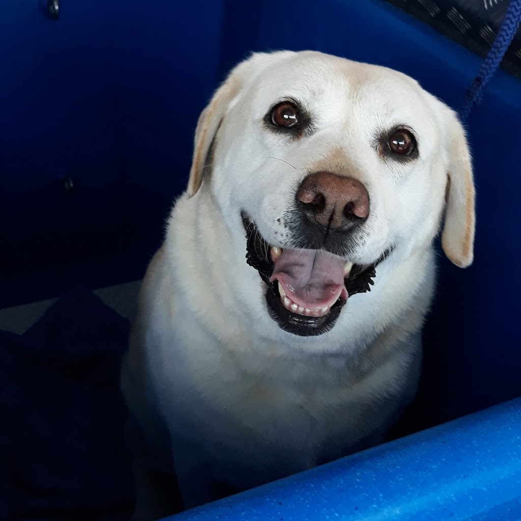 Tynes Waggin Wheels Mobile Dog Wash | 13 Sunny Waters Rd, Kincumber NSW 2251, Australia | Phone: 0432 313 775