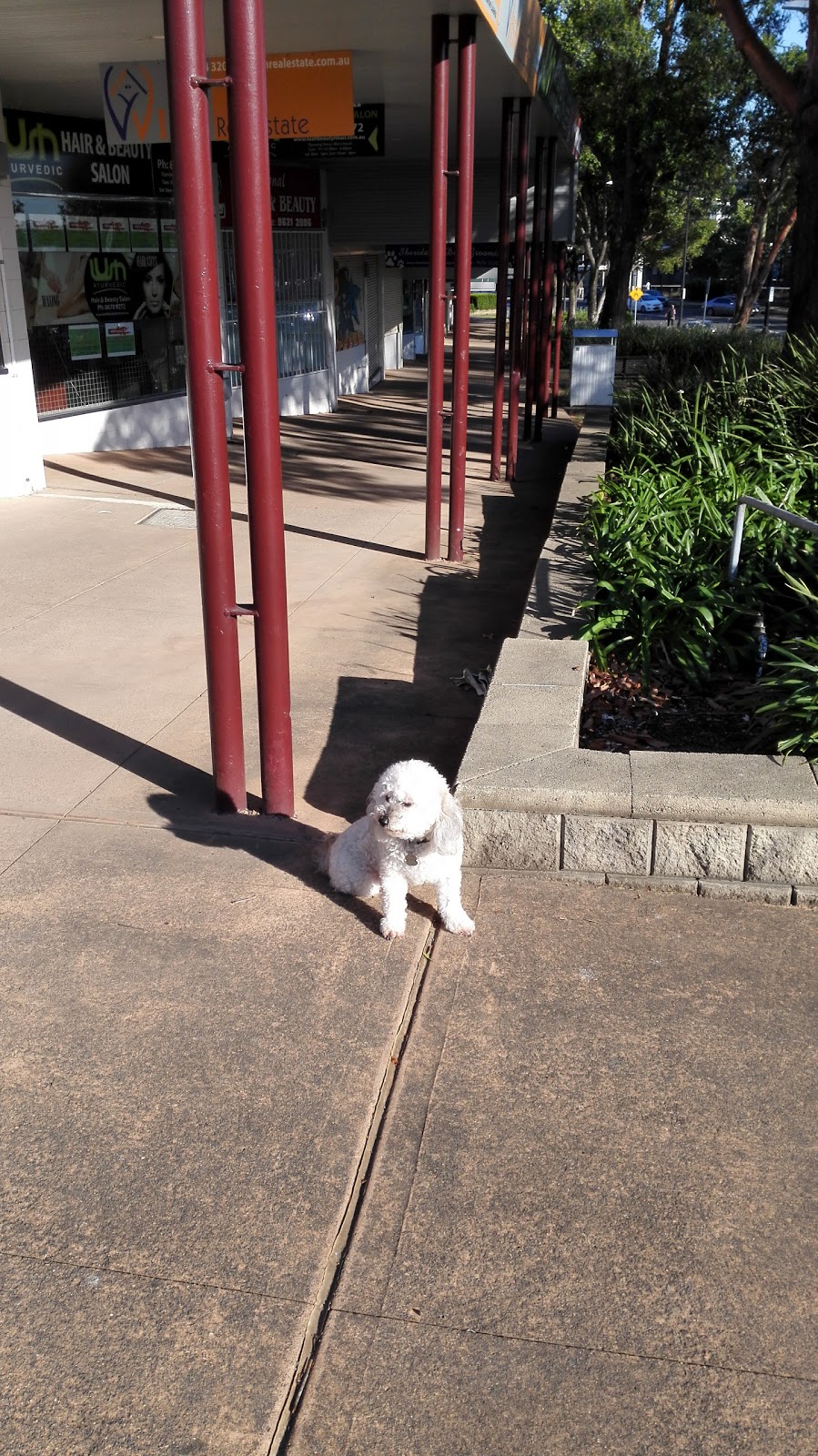 Sheridans Dog Grooming |  | 7 Boomerang Pl, Seven Hills NSW 2147, Australia | 0296767732 OR +61 2 9676 7732