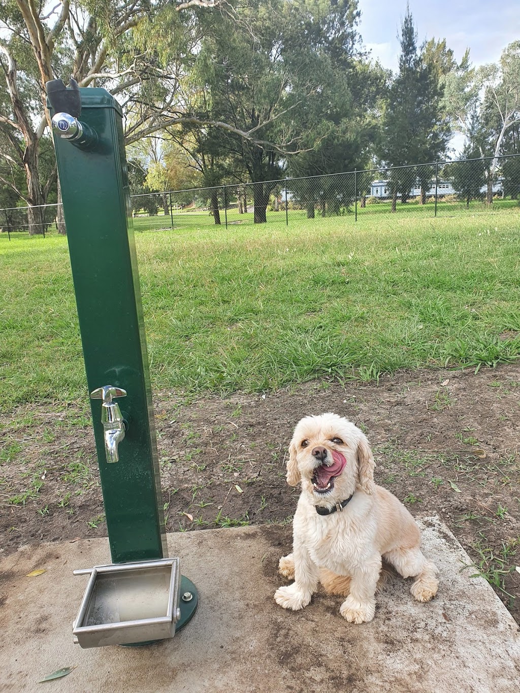 Off Leash Dog Park | park | Old Bundarra Rd, Inverell NSW 2360, Australia | 0267288281 OR +61 2 6728 8281