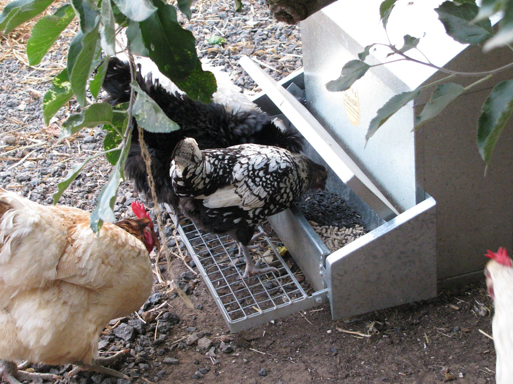 Our Life Our way - the Chicken Feeder - homesteading with backya | Old Wool Shed, Green Tent Rd, Meredith VIC 3333, Australia | Phone: 0409 027 359