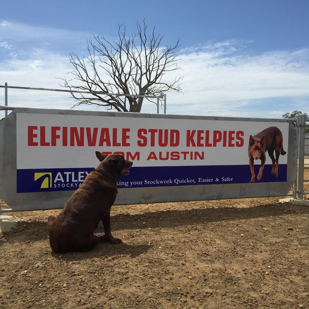 Elfinvale Stud Kelpies | 1657 Melville Forest-Vasey Rd, Melville Forest VIC 3315, Australia | Phone: 0408 546 510