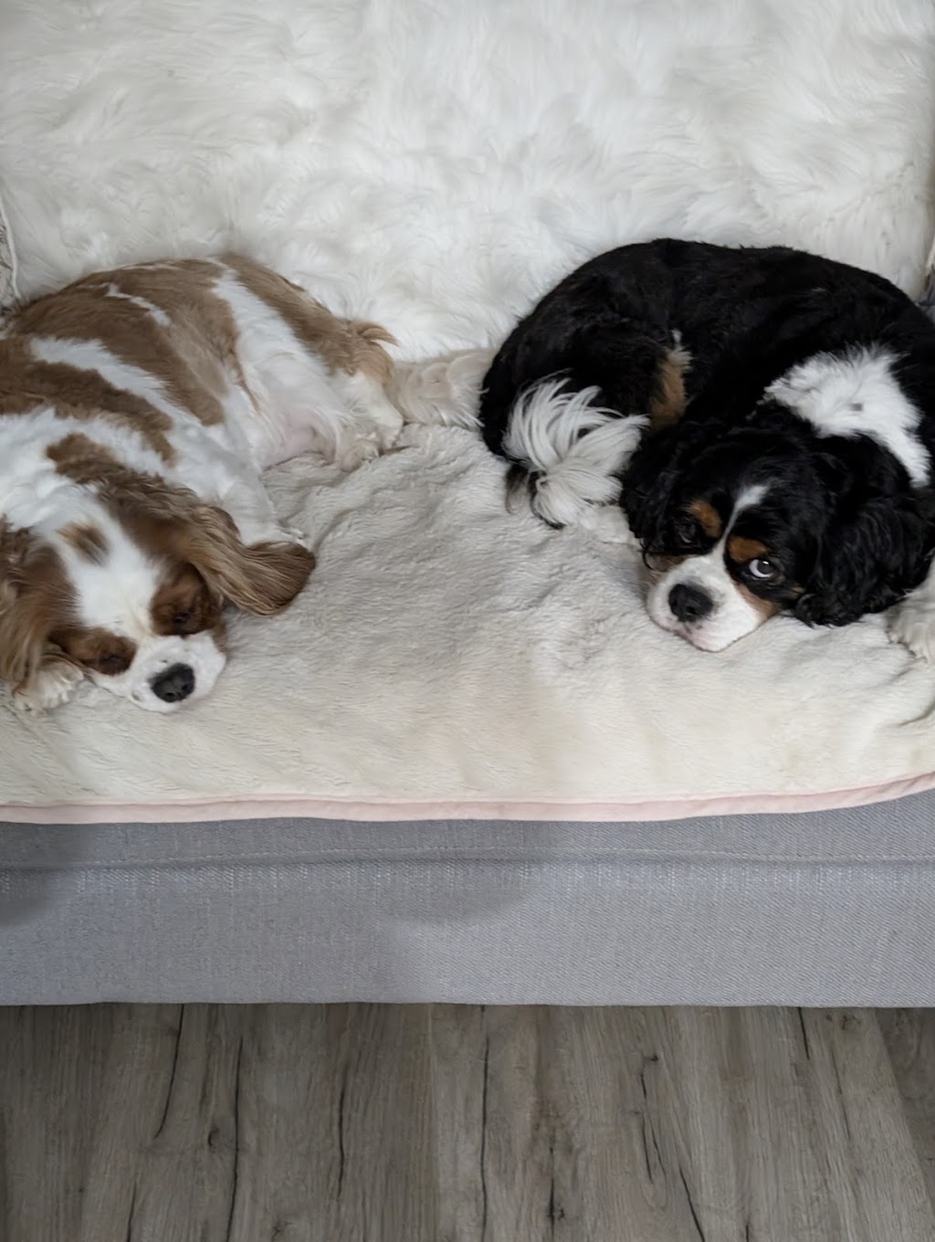 Cocobo paws 4 life | The Driftway, Richmond NSW 2753, Australia | Phone: 0404 824 906