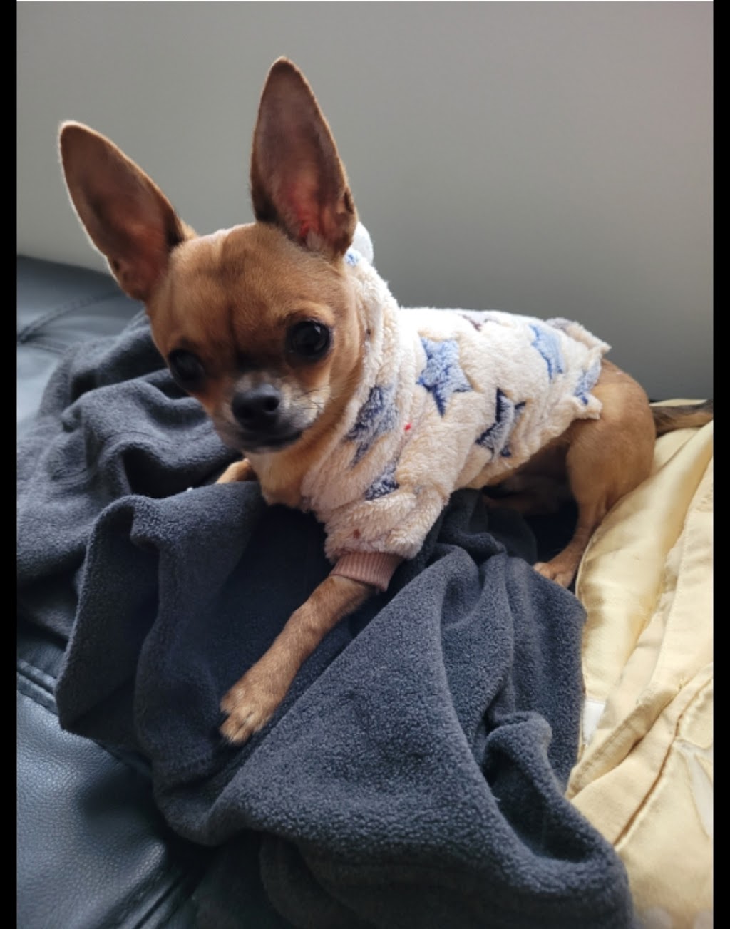 Valhalla Dog Grooming | 26 Rees James Rd, Raymond Terrace NSW 2324, Australia | Phone: 0403 564 188