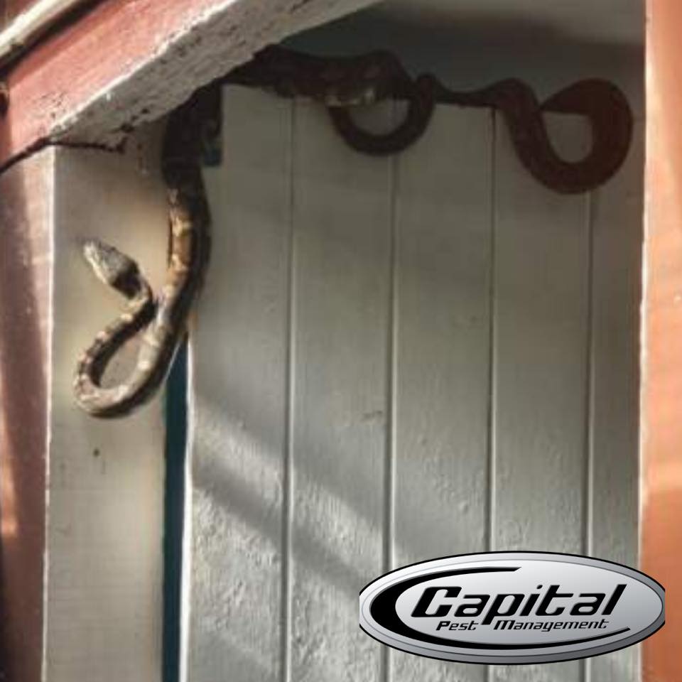 Capital Pest Management | 9 McKenzie Dr, Currumbin Waters QLD 4223, Australia | Phone: 0418 714 359