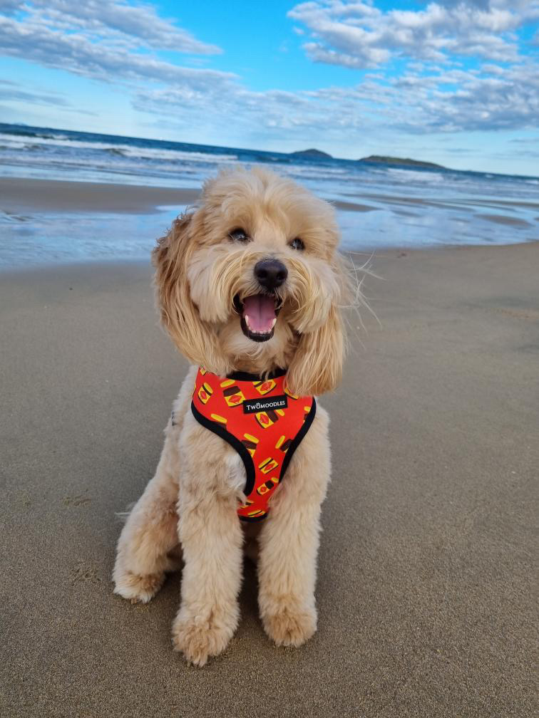 Twomoodles | 32 Currawong St, Deebing Heights QLD 4306, Australia | Phone: 0417 751 714