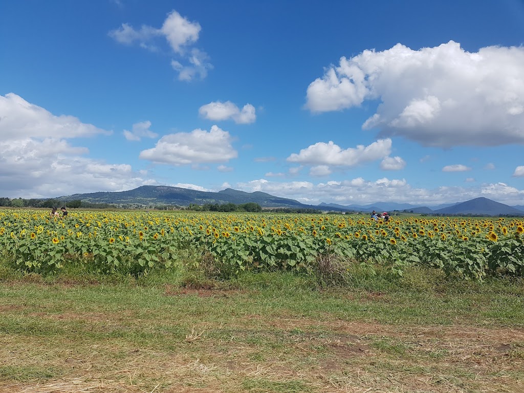 Sunflowers On Kents | 10 Kents Lagoon Rd, Kalbar QLD 4309, Australia | Phone: 0408 789 459