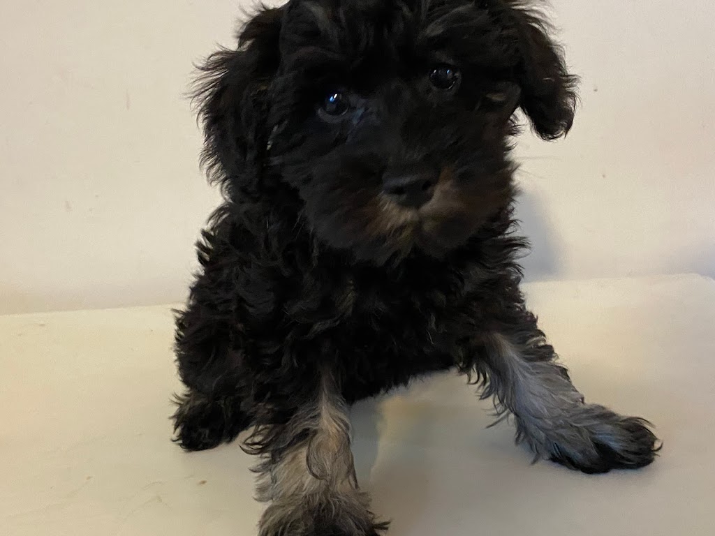 Oodles of schnoodles | Rupert Rd, East Warburton VIC 3799, Australia | Phone: 0422 072 001