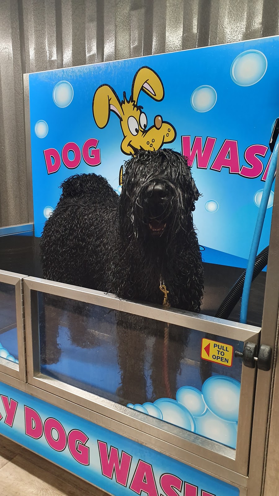 Dromana Dog Grooming | 2/3 Thomson Terrace, Dromana VIC 3936, Australia | Phone: 0407 171 258