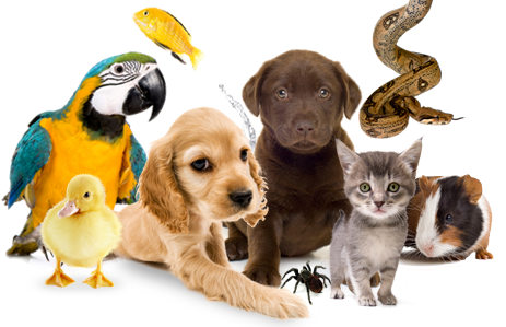 Roma Pet World | pet store | 72 Spencer St S, Roma QLD 4455, Australia | 0746227979 OR +61 7 4622 7979
