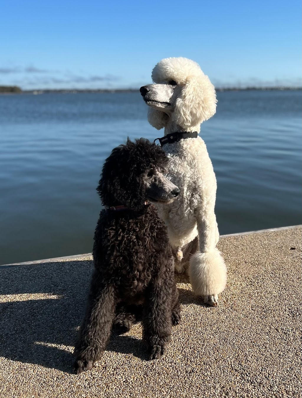 Paw and Order Dog Grooming Studio | 81 Sturt St, Mulwala NSW 2647, Australia | Phone: 0438 788 845 Paw and Order Dog Grooming Studio | 81 Sturt St, Mulwala NSW 2647, Australia | Phone: 0438 788 845