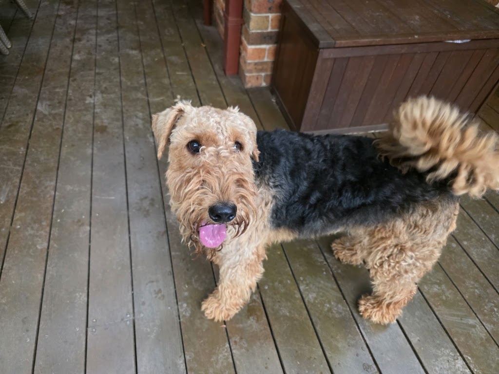 K9 Kidz & Katz | 30 Ridgecrest, Cordeaux Heights NSW 2526, Australia | Phone: 0403 606 229