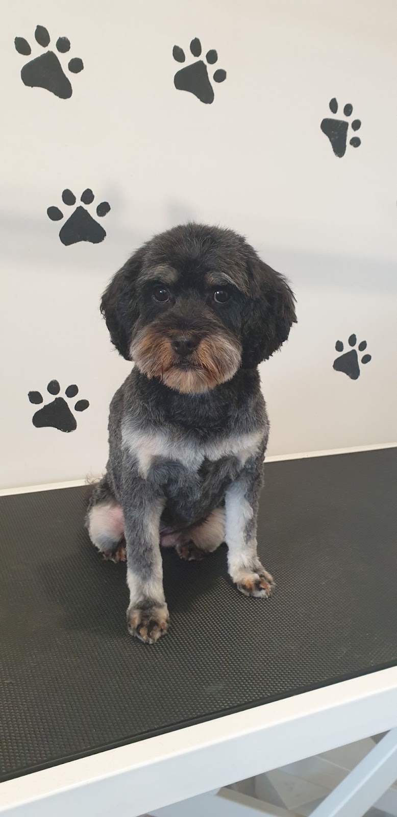 Tidy Tails | 21 Tinsmith Dr, Kyneton VIC 3444, Australia | Phone: 0408 878 339