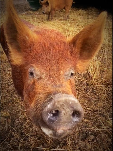 Dragon Fields Farm | Schulz Rd, Prenzlau QLD 4311, Australia | Phone: 0493 766 797