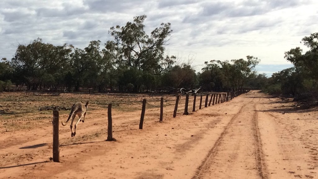 Gamarren Station | Australia, Widgeegoara QLD 4490, Australia | Phone: 0427 036 968