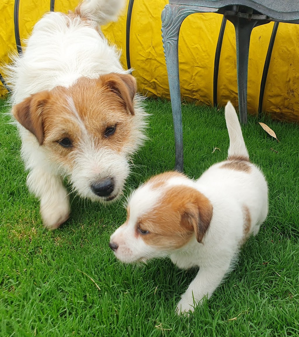 Jackford Jack Russell Terriers | Wheelbarrow Ridge Rd, Lower Portland NSW 2756, Australia | Phone: 0405 296 536