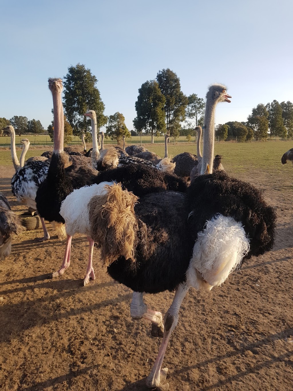 Hastings Ostrich Farms | pet store | 30 Main St, Winchelsea VIC 3241, Australia | 0352672001 OR +61 3 5267 2001