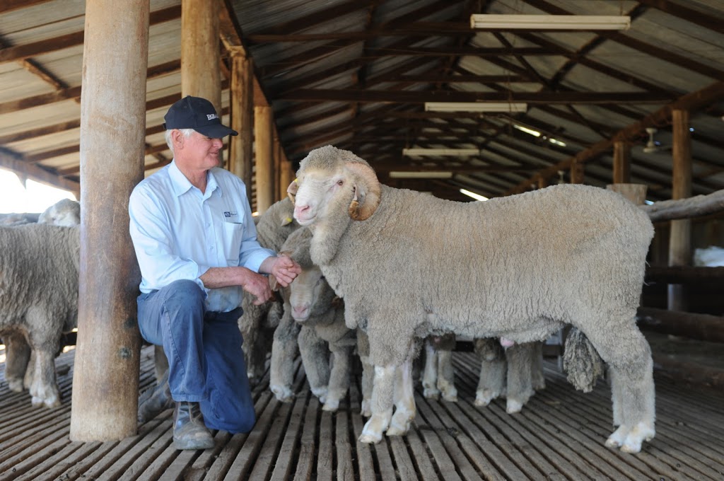 Borambil Merino Stud | food | COLLENDINA, 1955 Spring Dr, Corowa NSW 2646, Australia | 0428358233 OR +61 428 358 233