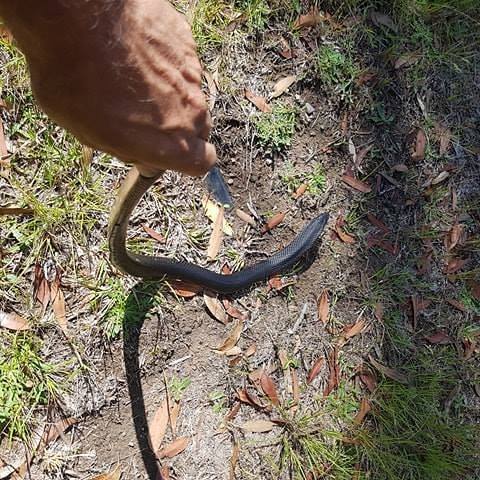 Lake Macquarie Snake Catcher | Nightshade Cres, Murrays Beach NSW 2281, Australia | Phone: 0409 586 620