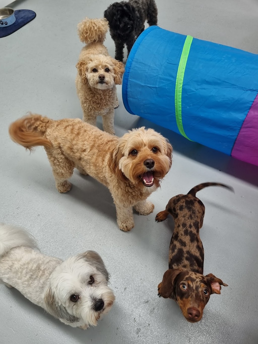 Simply Paws Daycare For Dogs | 1/13 Yandina Rd, West Gosford NSW 2250, Australia | Phone: 0415 838 082