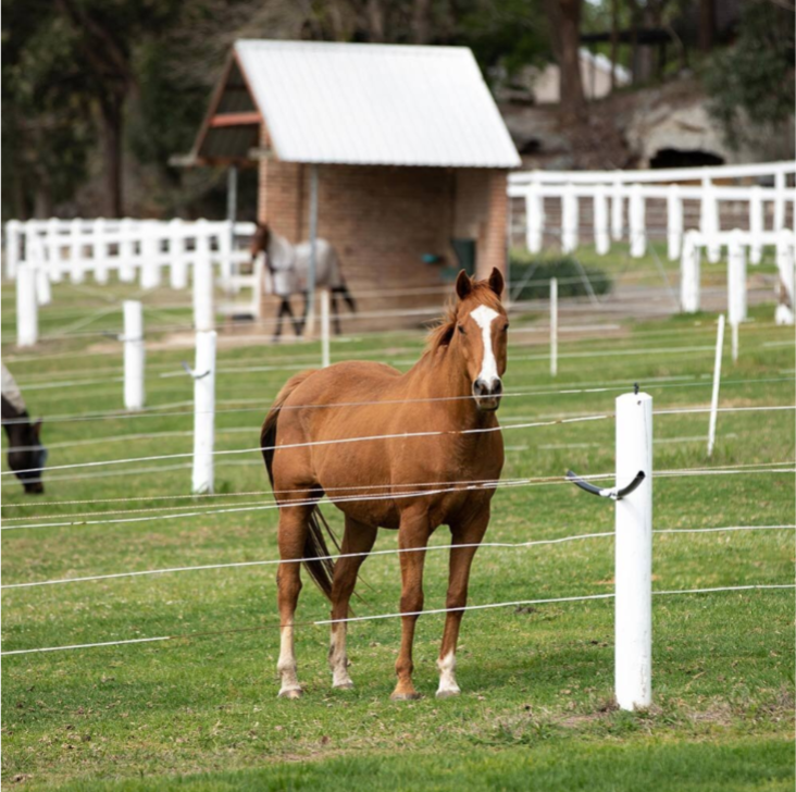 Hadden Farm | 47 Mcmahons Rd, Wilberforce NSW 2756, Australia | Phone: (02) 4579 9205