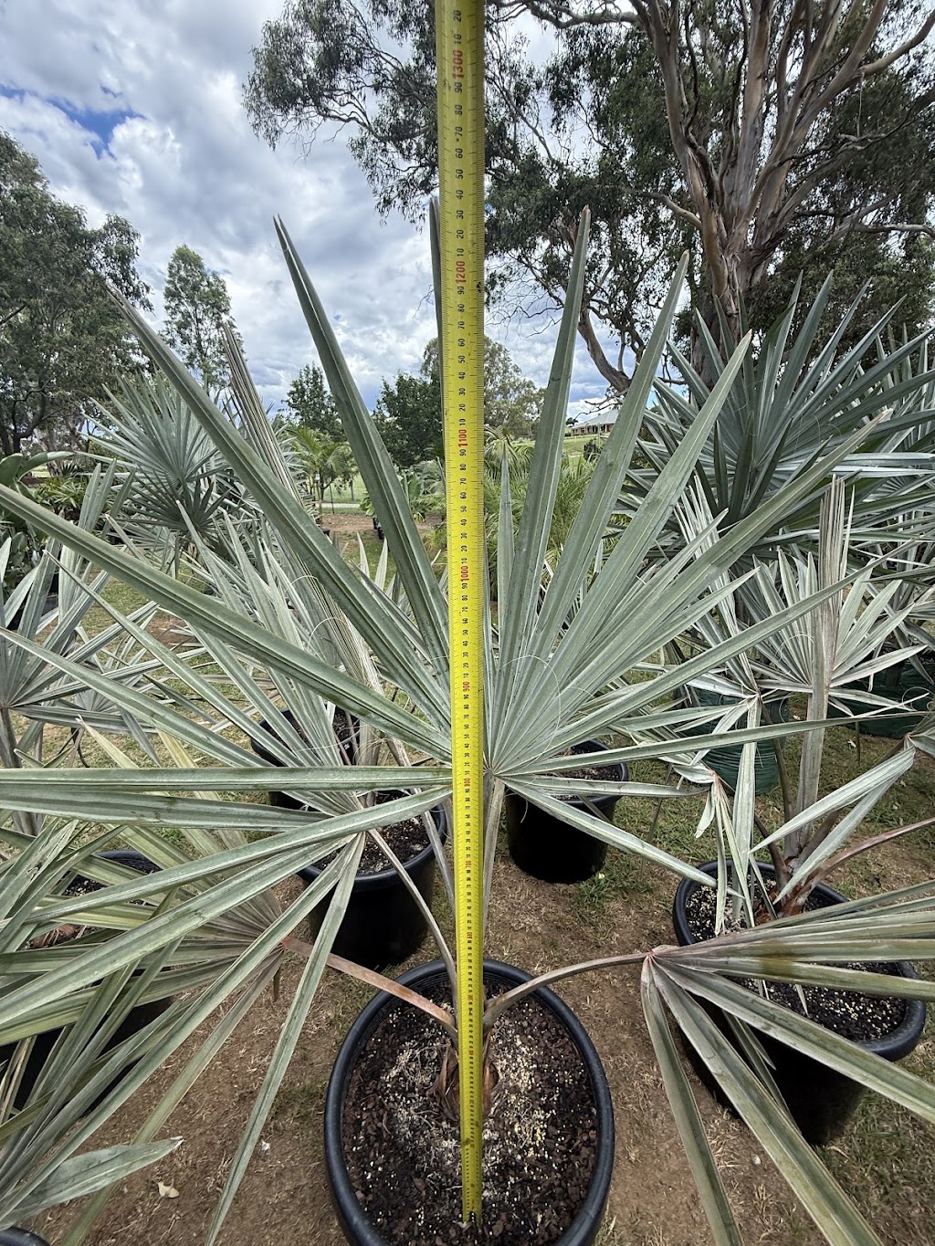 Tropical Living Nursery | 470 Menangle Rd, Menangle NSW 2568, Australia | Phone: 0423 253 500