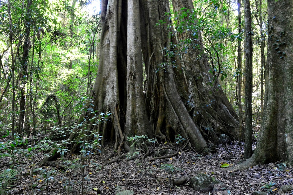 Iron Pot Creek Picnic and Camping Area | Toonumbar National Park NSW 2474, Australia | Phone: 1300 072 757