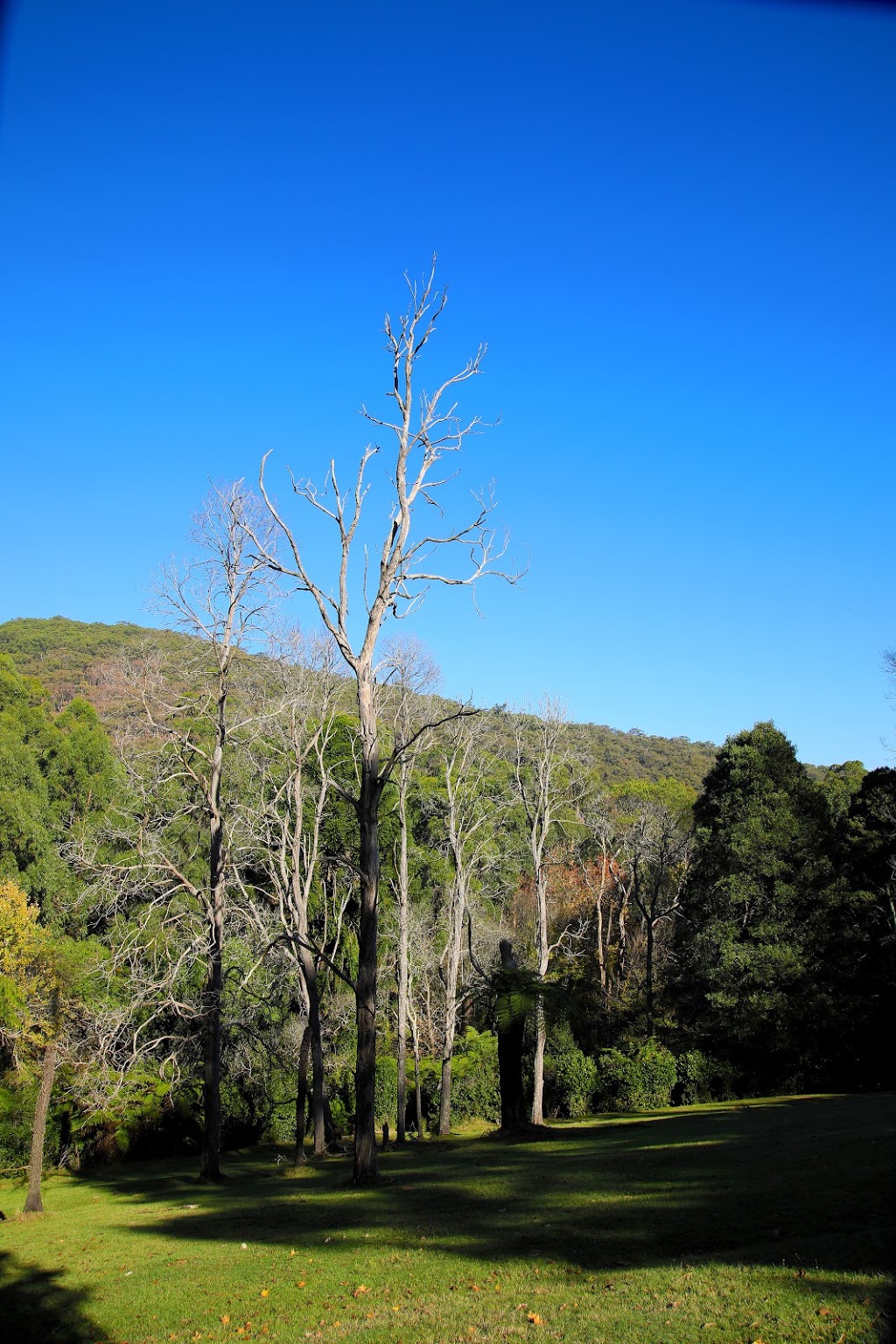 Doongalla Picnic Ground | park | Mount Dandenong VIC 3767, Australia