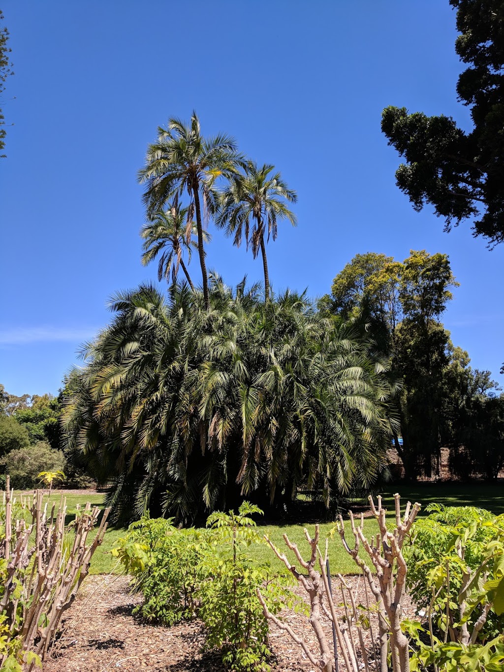 Adelaide Botanic Garden | park | North Terrace, Adelaide SA 5000, Australia | 0882229311 OR +61 8 8222 9311