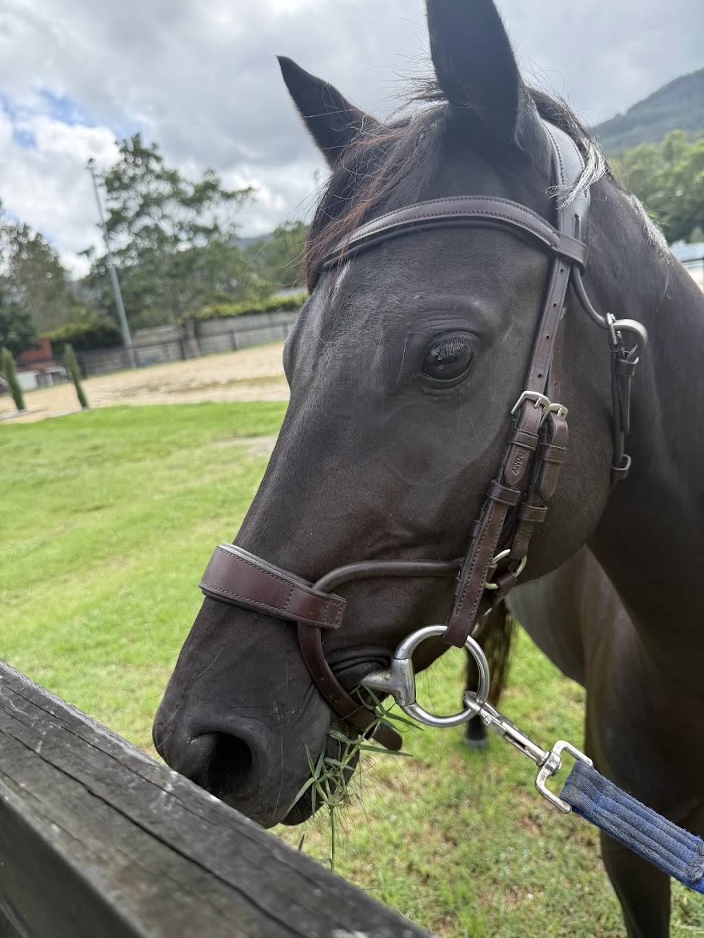 The Royal Palm Equine | 2450 Beaudesert Nerang Rd, Canungra QLD 4275, Australia | Phone: 0466 688 934