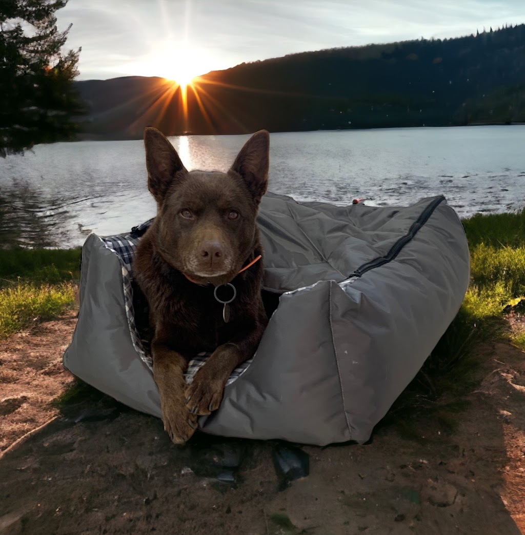 Drovers Dog and Co | 20 Ridgeview Ln, Wambrook NSW 2630, Australia | Phone: 0421 519 084