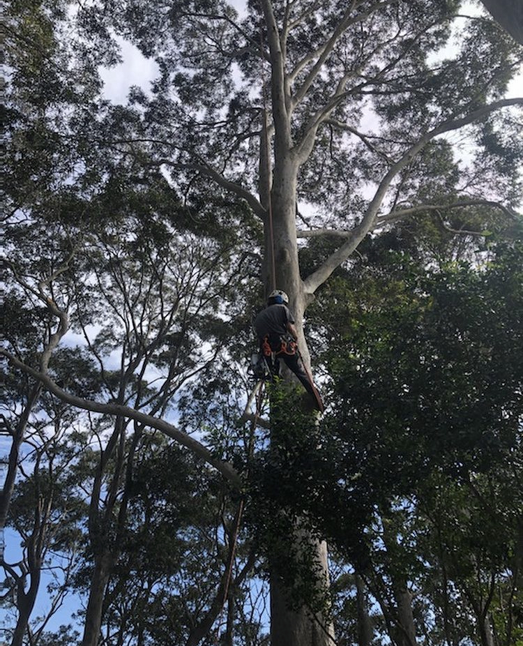 Nature Coast Tree Care |  | Jennifer Pl, Moruya Heads NSW 2537, Australia | 0410071616 OR +61 410 071 616