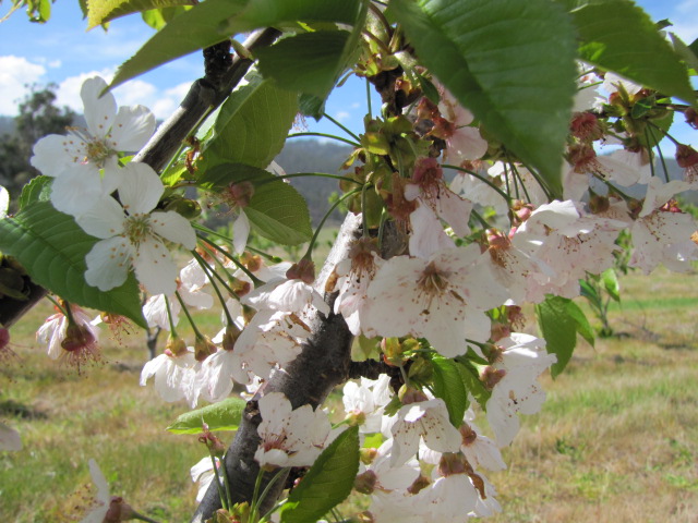 Tasmania Cherries | 503 Brown Mountain Rd, Campania TAS 7026, Australia | Phone: 0418 104 285