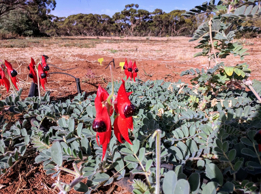 Australian Inland Botanic Gardens | park | 1183 River Rd, Buronga NSW 2739, Australia | 0350233612 OR +61 3 5023 3612