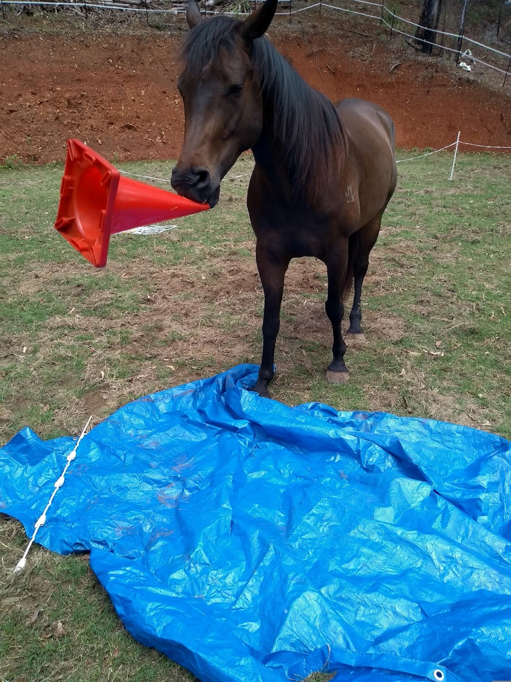 Suzanne Underwood Equine Assisted Therapy | health | Narrowleaf Rd, Advancetown QLD 4211, Australia | 0450305499 OR +61 450 305 499