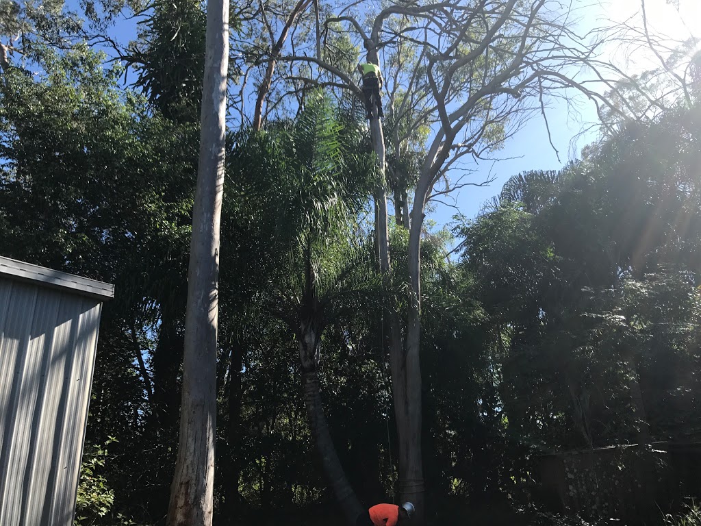 Tree lopping logan |  | 27 Holles St, logan QLD 4680, Australia | 0731333199 OR +61 7 3133 3199
