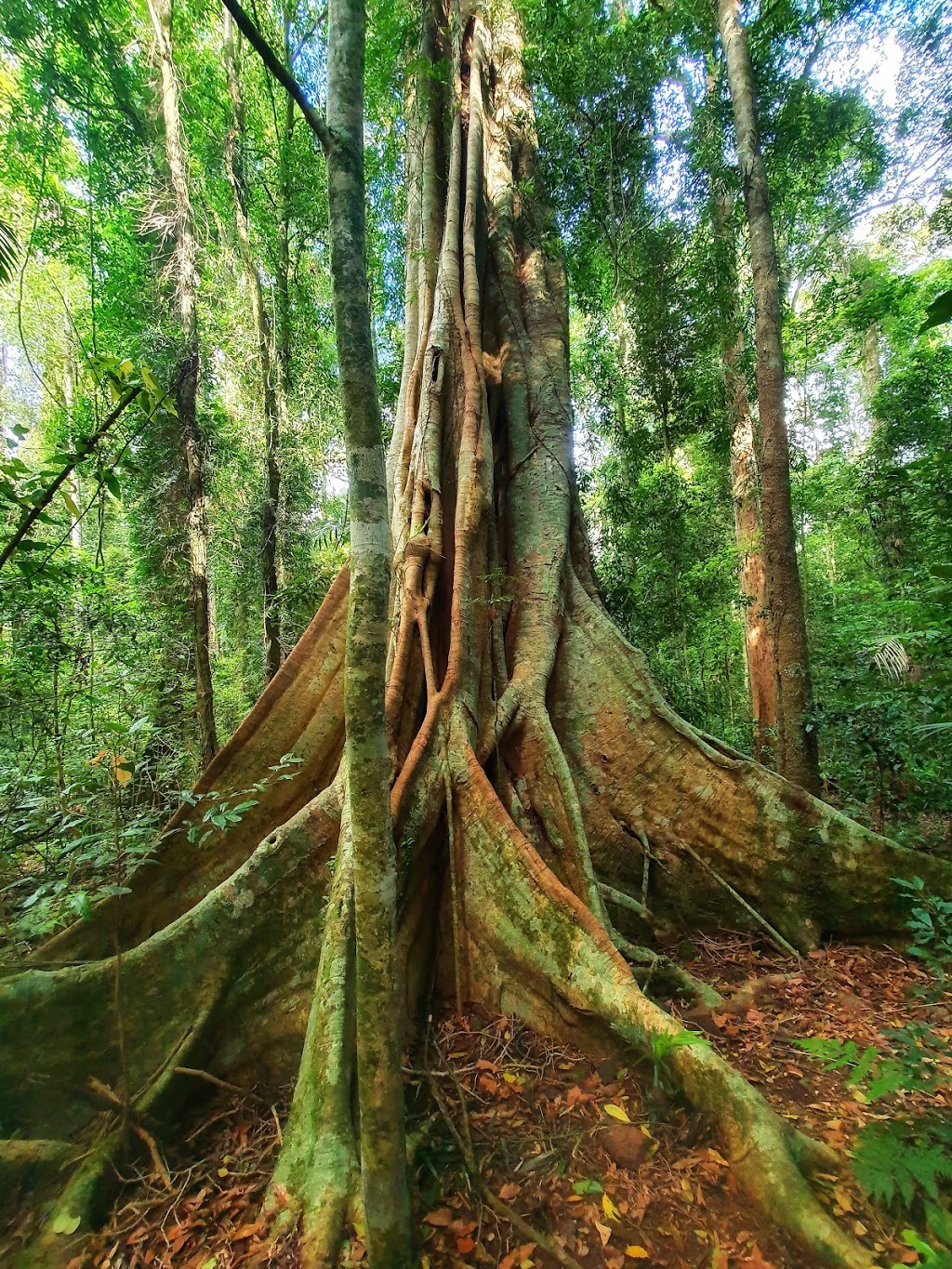 Boombana | tourist attraction | Mount Nebo Rd, Mount Nebo QLD 4520, Australia | 0735122300 OR +61 7 3512 2300