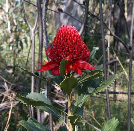 Bouddi Farm | 251 The Scenic Rd, Killcare NSW 2257, Australia | Phone: 0411 318 230