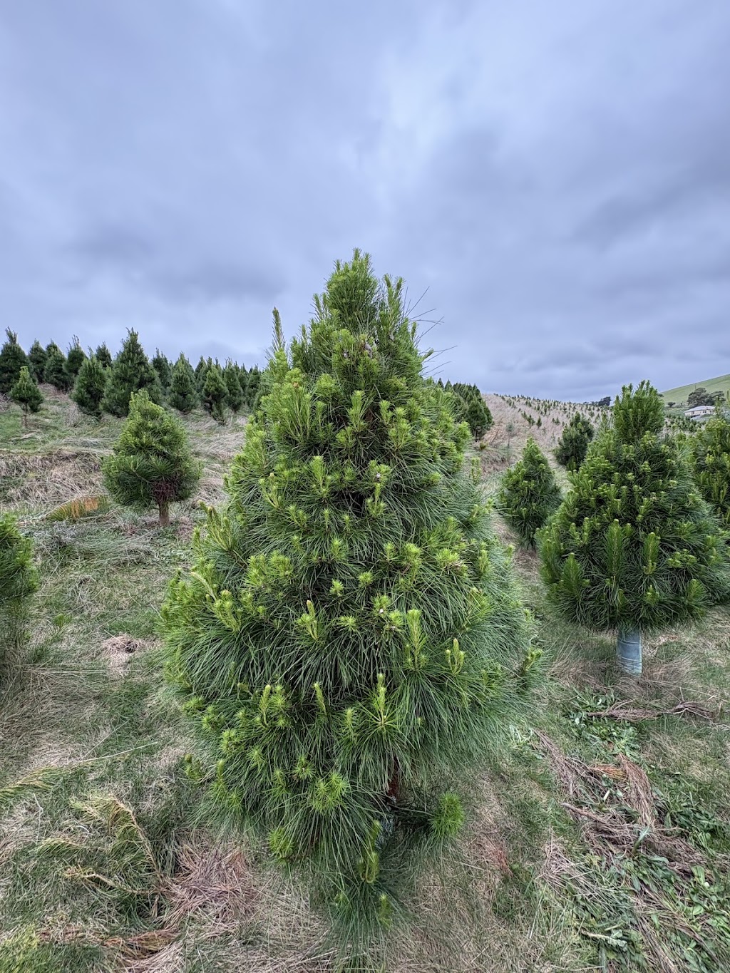 Foster Christmas Tree farm | 125 McKnights Rd, Foster North VIC 3960, Australia | Phone: 0425 857 162