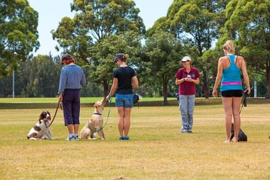 Sydney All Breeds Dog Training Club |  | Stanley St, Concord NSW 2137, Australia | 0401071515 OR +61 401 071 515