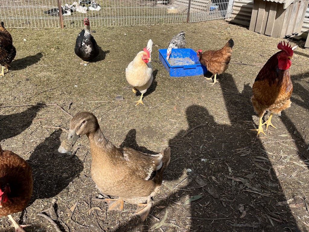 Birdman George | 75 Lemajics Rd, Scarsdale VIC 3351, Australia | Phone: 0412 672 641