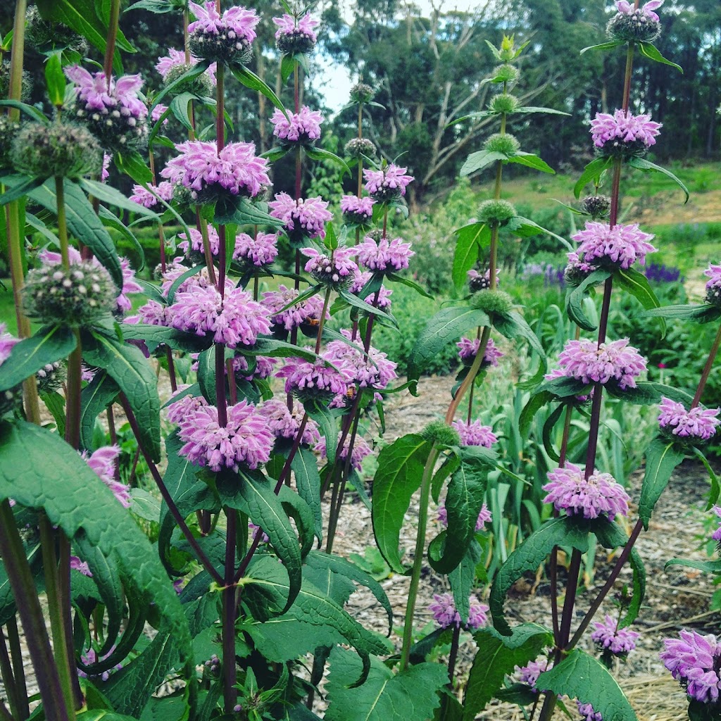 Wild Meadows Garden | 243A Coxs River Rd, Little Hartley NSW 2790, Australia | Phone: 0439 070 670