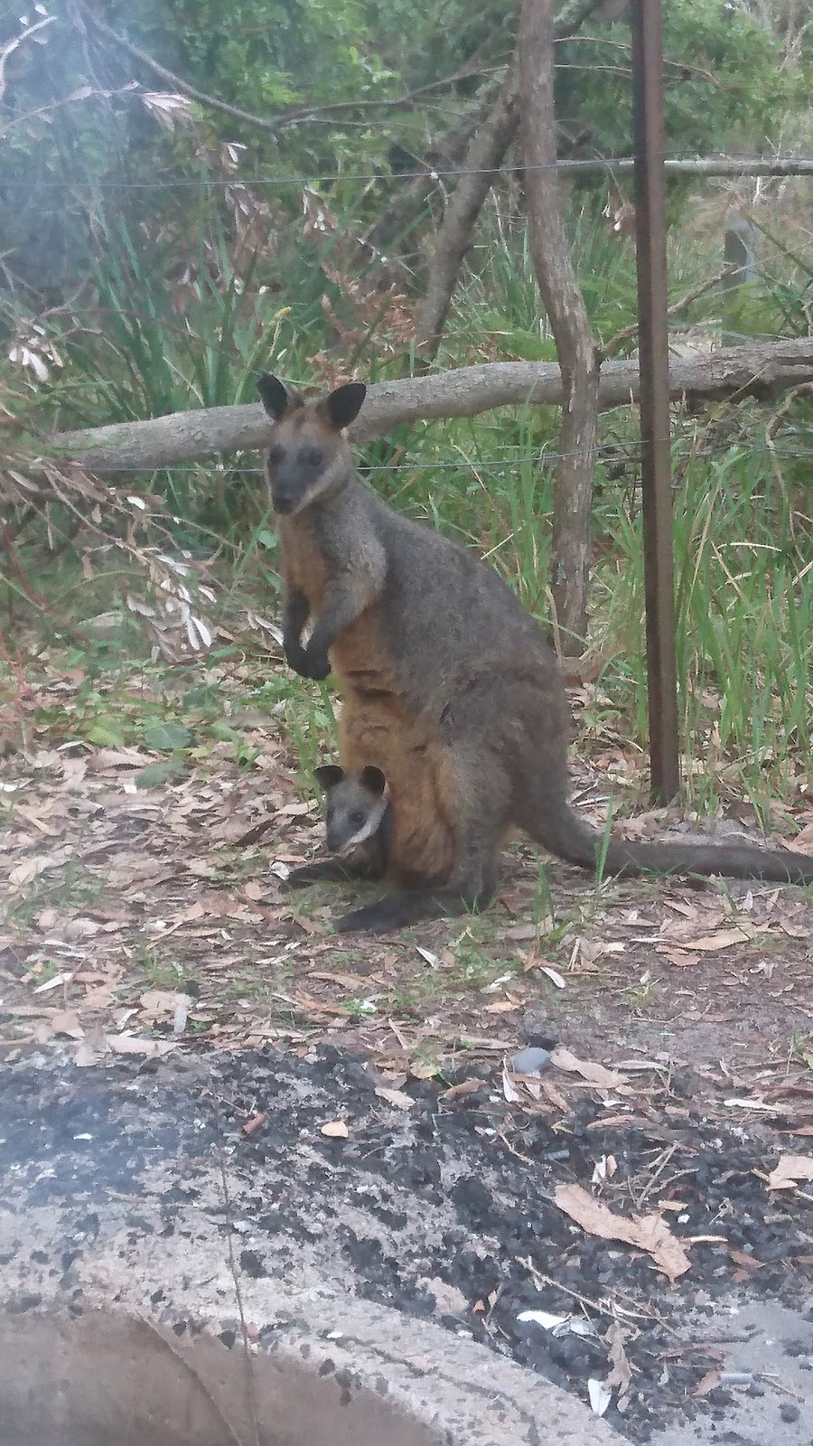 Aragunnu campground | campground | Aragunnu Road, Wapengo NSW 2550, Australia | 0244760800 OR +61 2 4476 0800